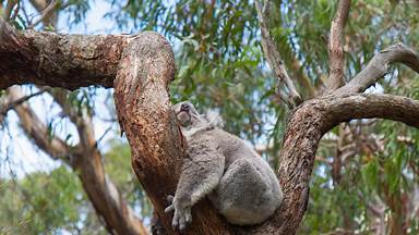 A koala sleeping in a eucalyptus tree, Australia (© Anton Rogozin/Getty Images)