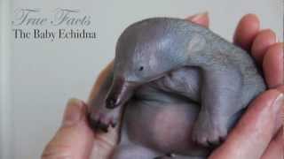 True Facts About Baby Echidnas
