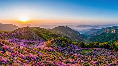 Royal azaleas in bloom on Hwangmaesan Mountain, South Korea (© Stock for you/Shutterstock)