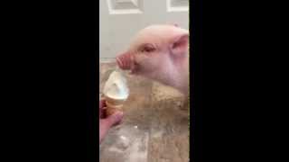 Pickle the Mini Pig Eats Ice Cream!
