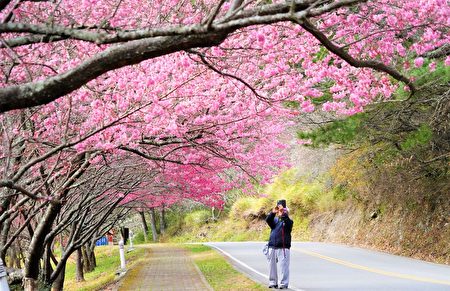 武陵农场樱花季7日登场，目前花开约2成，以山樱花为主，日夜都浪漫。