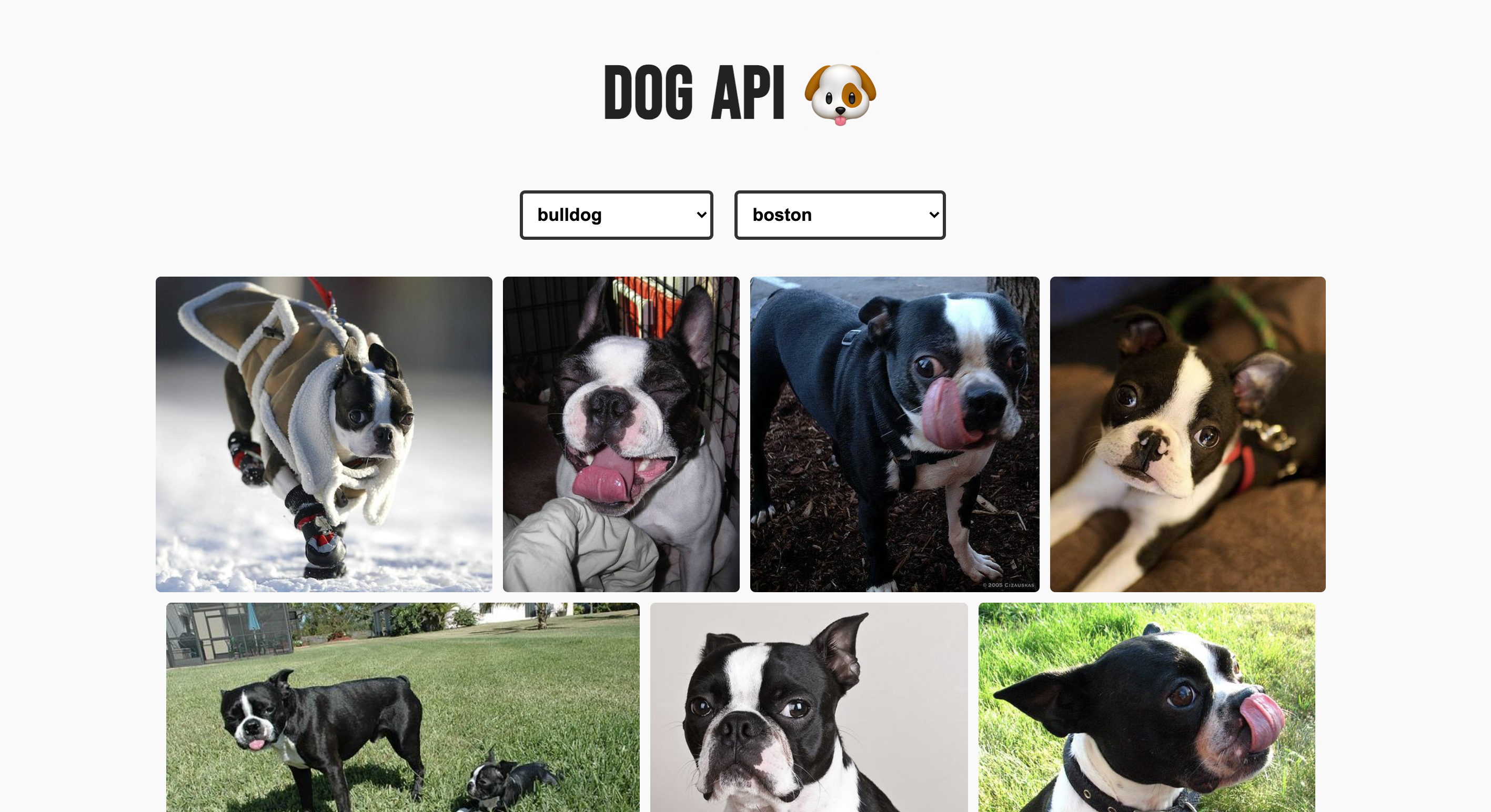 Dog API