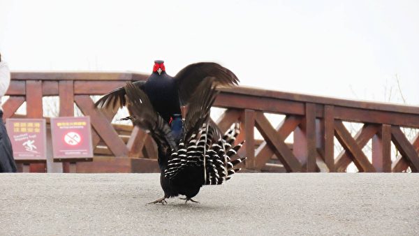 组图：帝雉、蓝腹鹇之美 台阿里山区樱花盛开