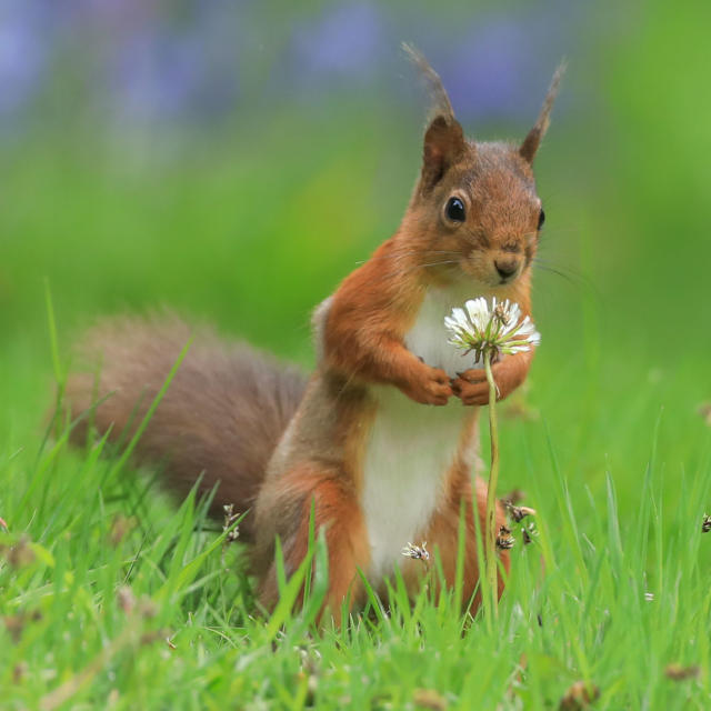 Put a link to a cute animal picture inside the parenthesis-->