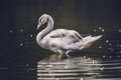 goose image