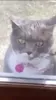 Go Crazy Cat GIF via giphy.com