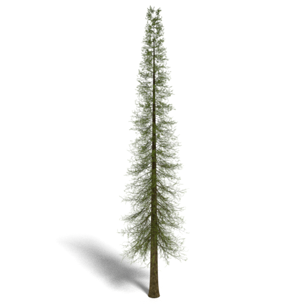 douglas_fir