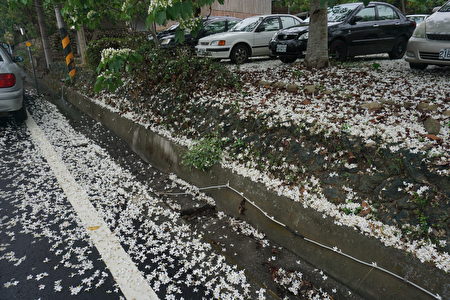 桐花公园的马路边及停车场，满地的落英，好比四月雪！