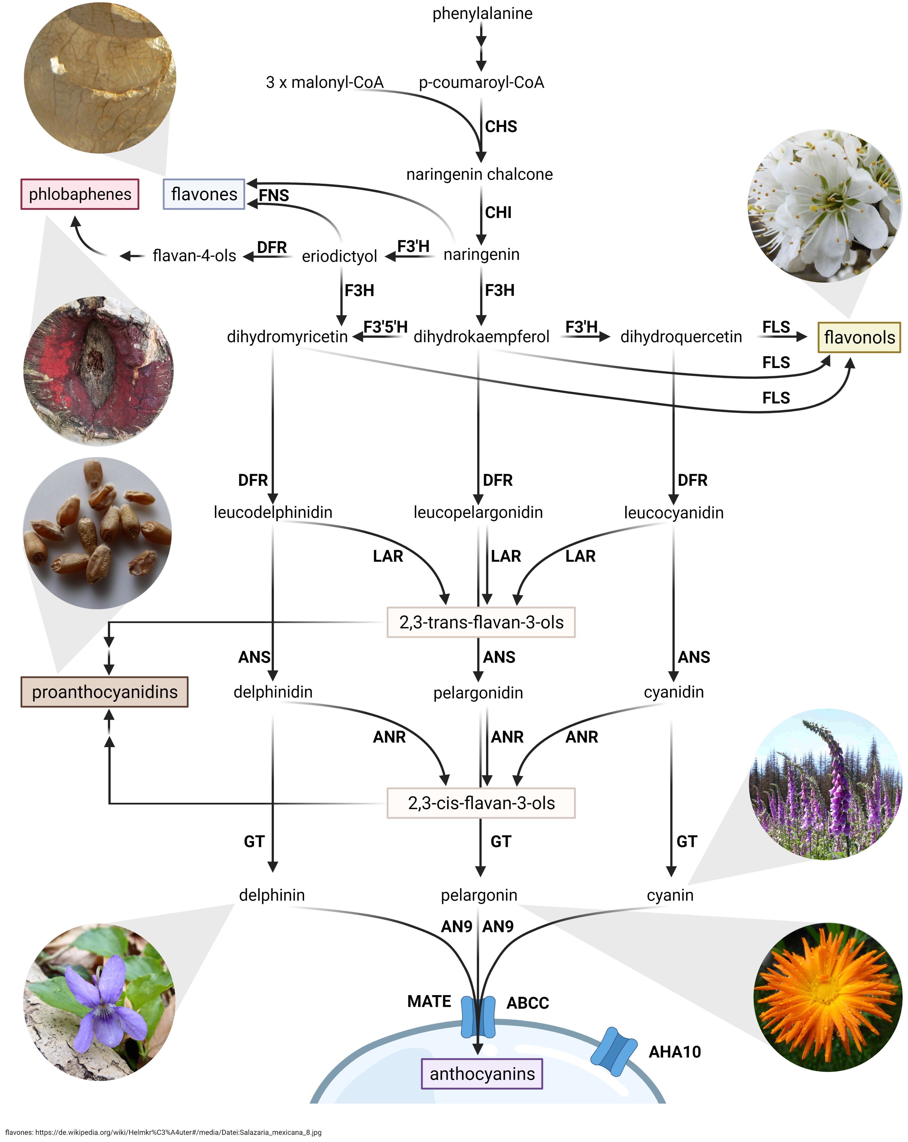 New to flavonoids? (Tweet #33)