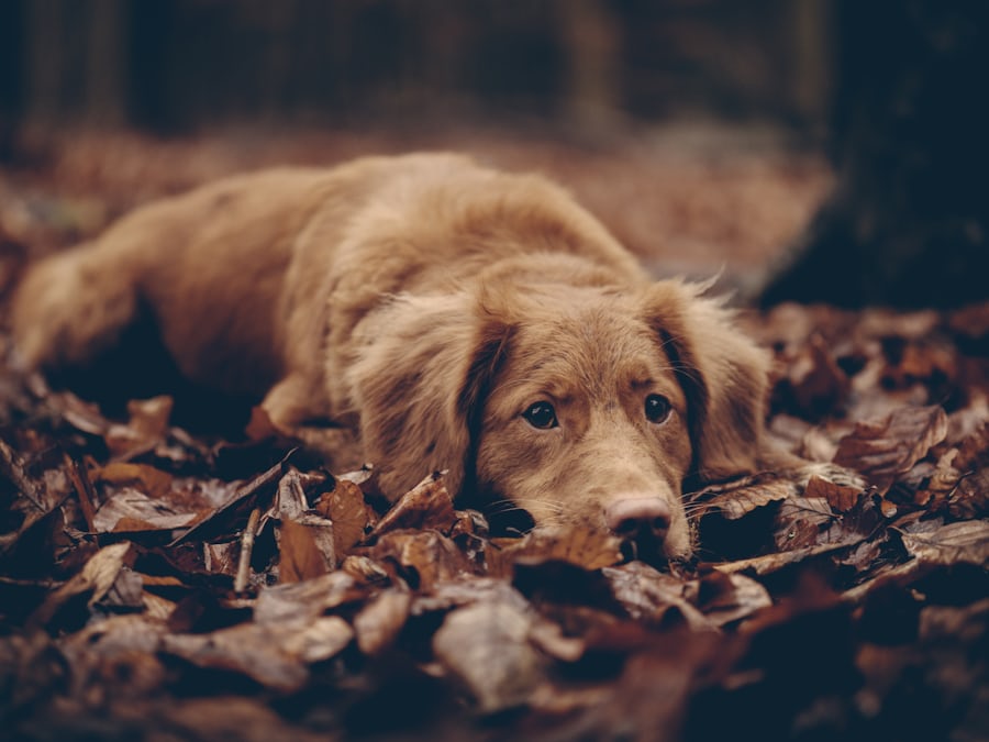 Duck Toller from https://unsplash.com/photos/short-coated-brown-dog-photo-x-lY3uCezSw