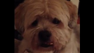 Henry's Kitchen 5.3 - How to Make Hearty Superbowl Chicken Pot Pie