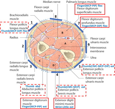 Mid Forearm cross section