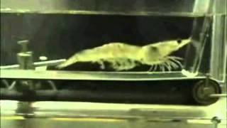 Shrimp on a Treadmill - Chariots Remix
