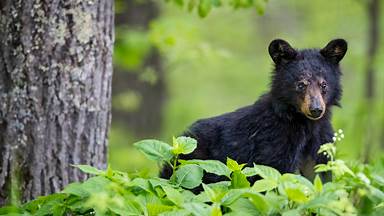 American black bear cub in spring, Shenandoah National Park, Virginia (© Scott Suriano/Getty Images)