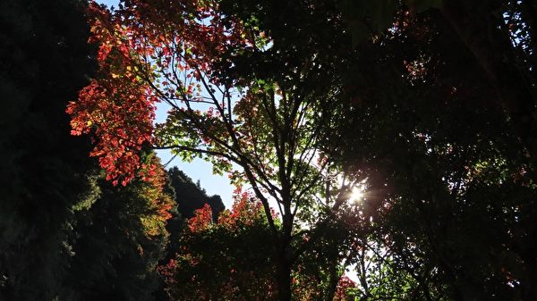 组图：台阿里山见枫红 摄影师分享自然美景