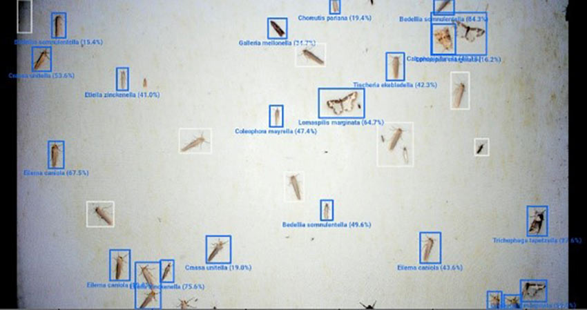 sample image analyzed by AMI-DC