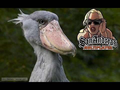 Setting up a Shoebill Server