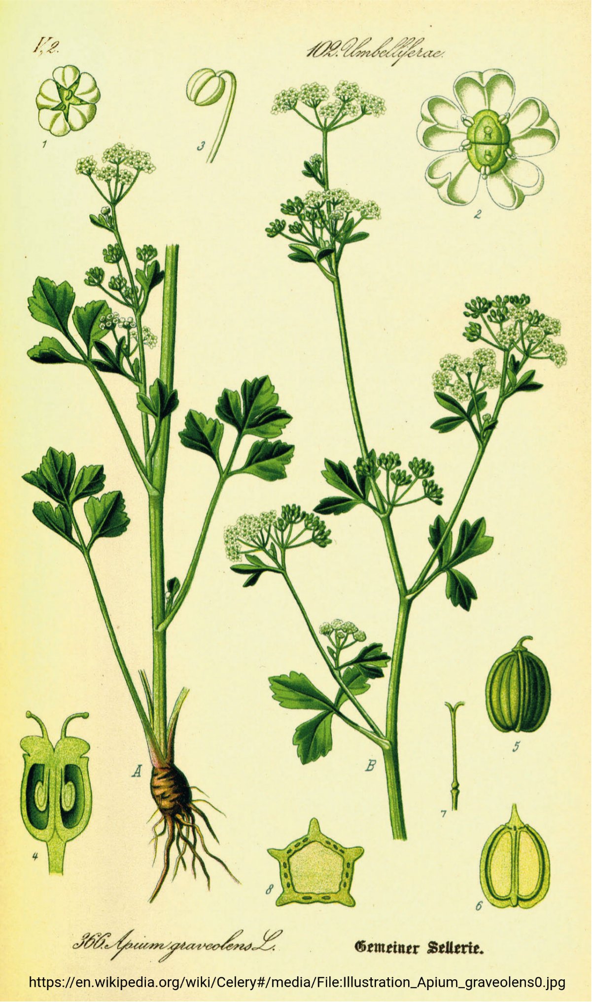 Celery MYB12 activates apigenin biosynthesis (Tweet #50)