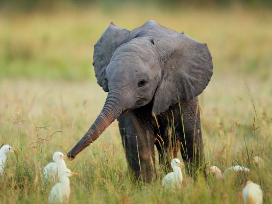 baby elephant