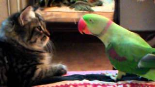 Cat vs Parrot