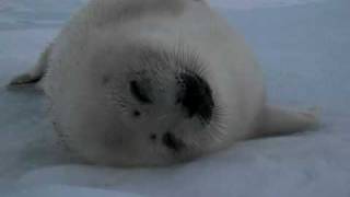 Harp Seal  sleeping baby  2