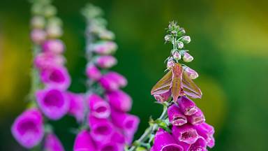 Elephant hawk-moth on foxglove flower (© David Chapman/Alamy)