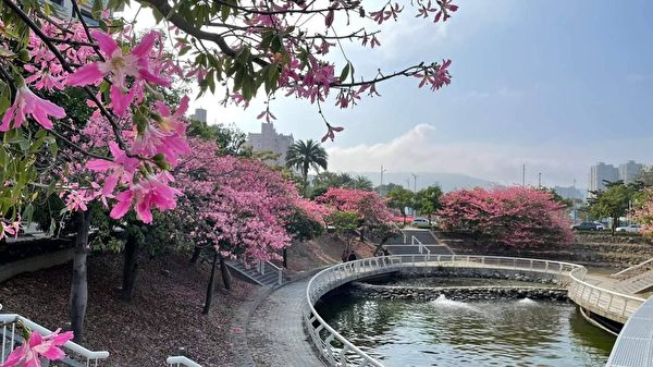 组图：台湾高雄爱河之心 赏美人樱之美