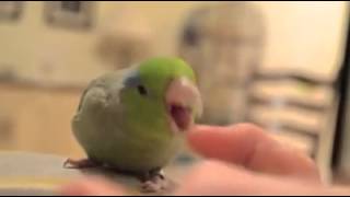 Frankie doing a dance