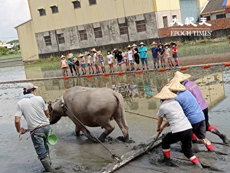 农人利用水牛画线。