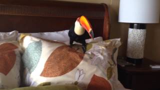 Toucan Playing in Bed Pillows