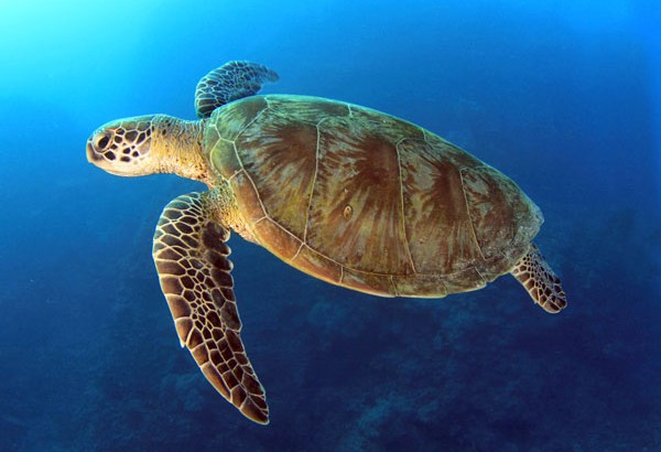 LoggerHead