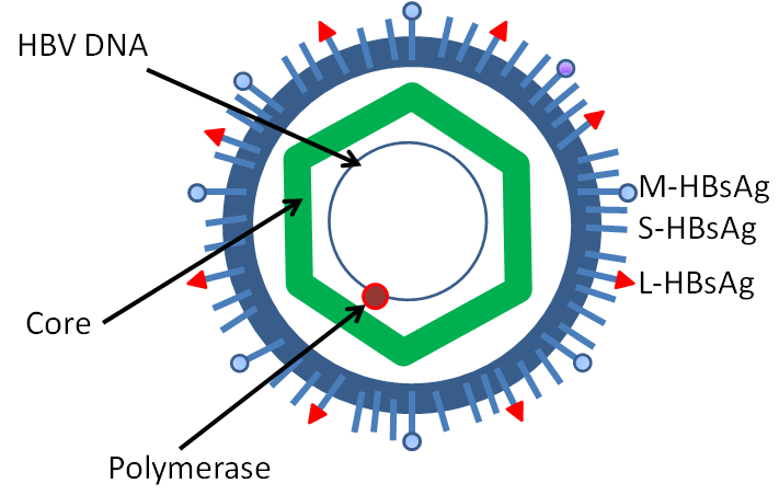 Simplified diagram of the structure of hepatitis B virus (from Dr. G. Beards on WikiMedia Commons)