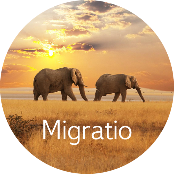 migratio