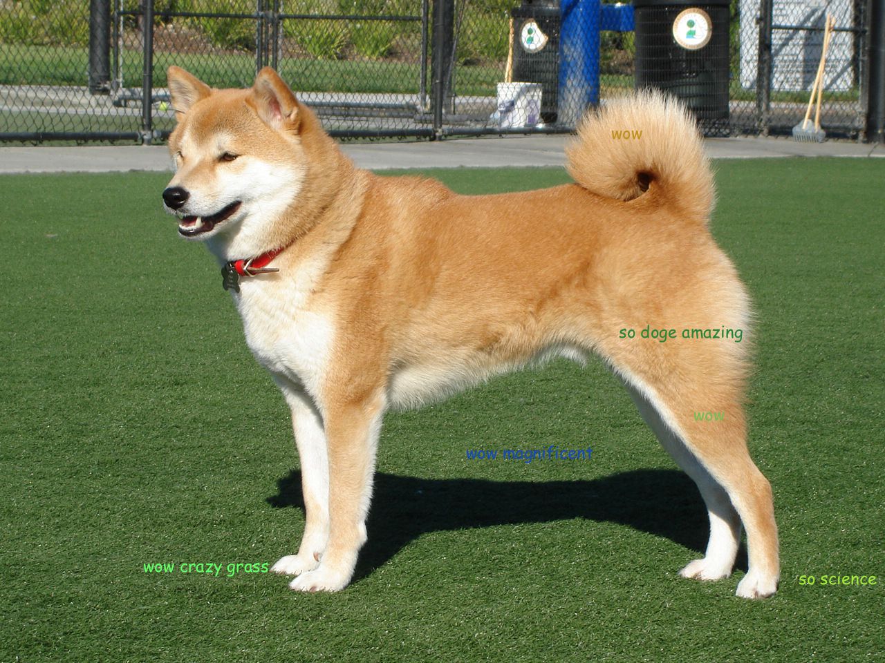 Shibe