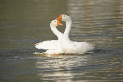 goose image