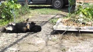 Cat gets a dog into a sleeper hold