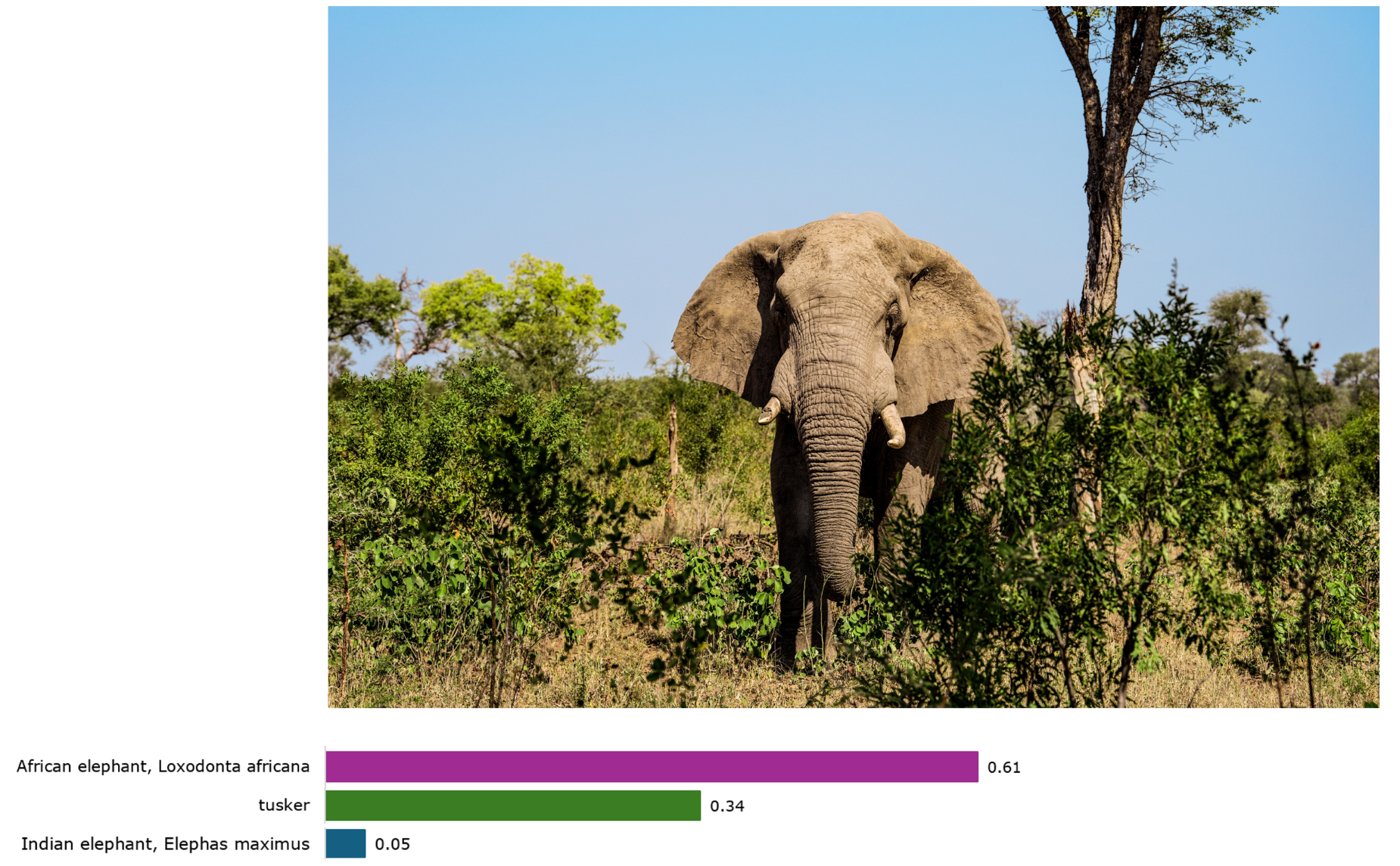 image classification visualization