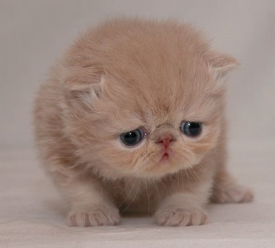 sad kitteh