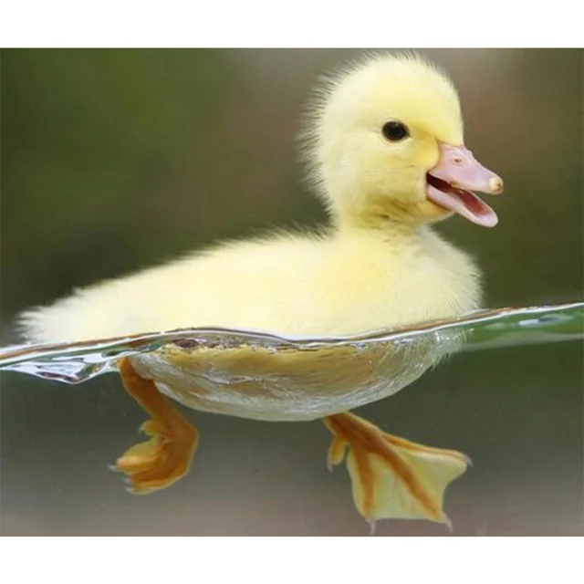 Duckling