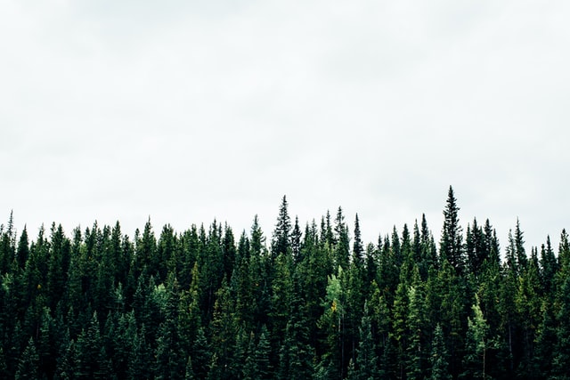 line of pine trees