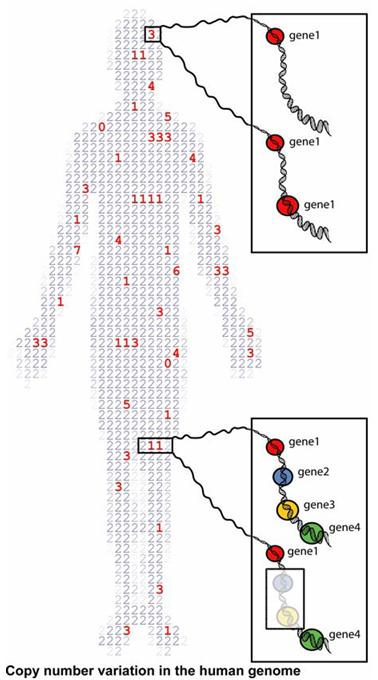 Copy Number Variation Image