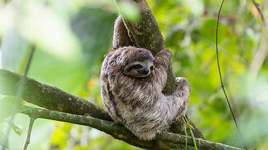 https://cn.bing.com/th?id=OHR.BrownSloth_ZH-CN5776383136&w=384&h=216