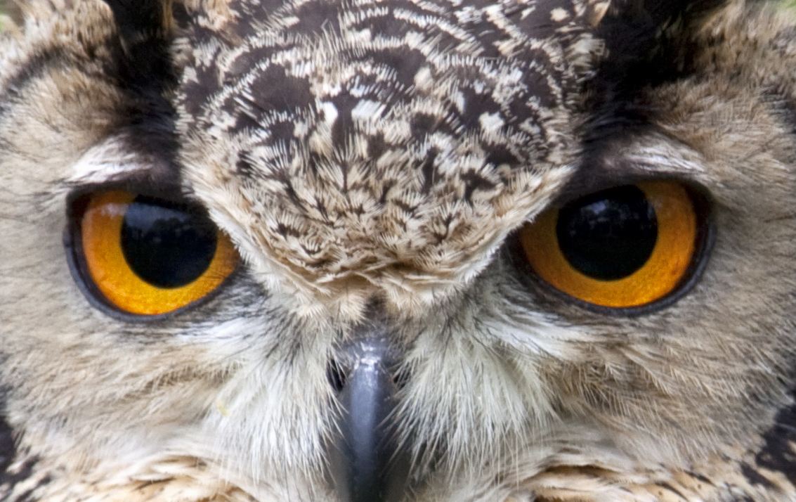 Owl Pic