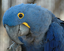 Hyacinth Macaw