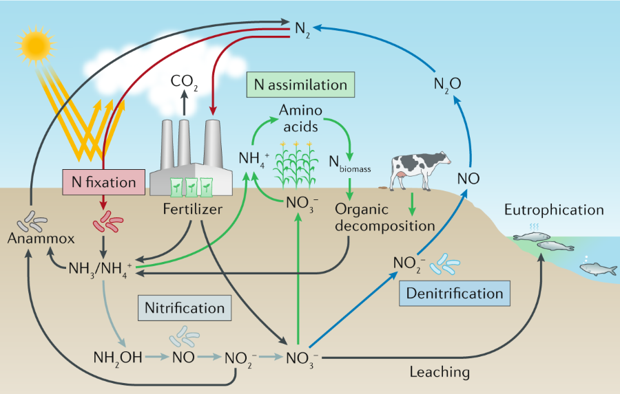 nitrogen cycle