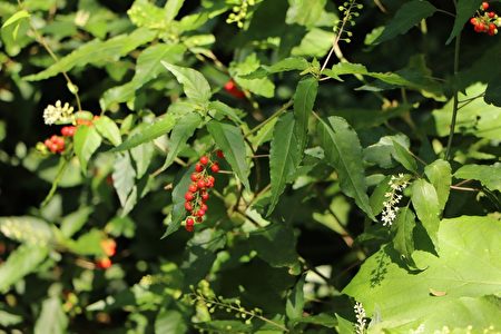 外来植物“数珠珊瑚”在寿山国家自然公园分布范围快速扩张。