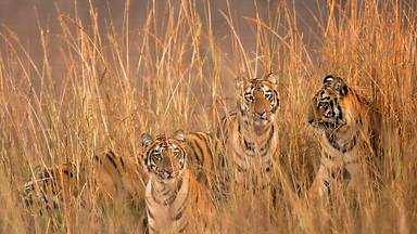 Tigresses of Telia Lake in Tadoba Andhari Tiger Reserve, India (© Ashish Parmar/Alamy)