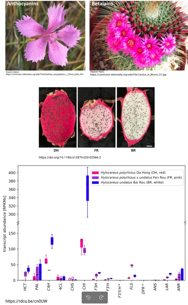 Mutual exclusion of anthocyanins and betalains in _Hylocereus_ (Tweet #20)