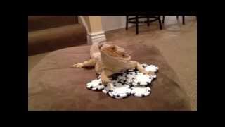 BEARDED DRAGON SWAGG   "offical music video"