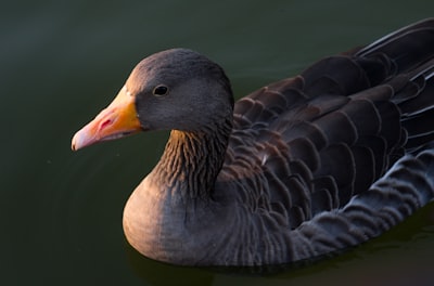 goose image